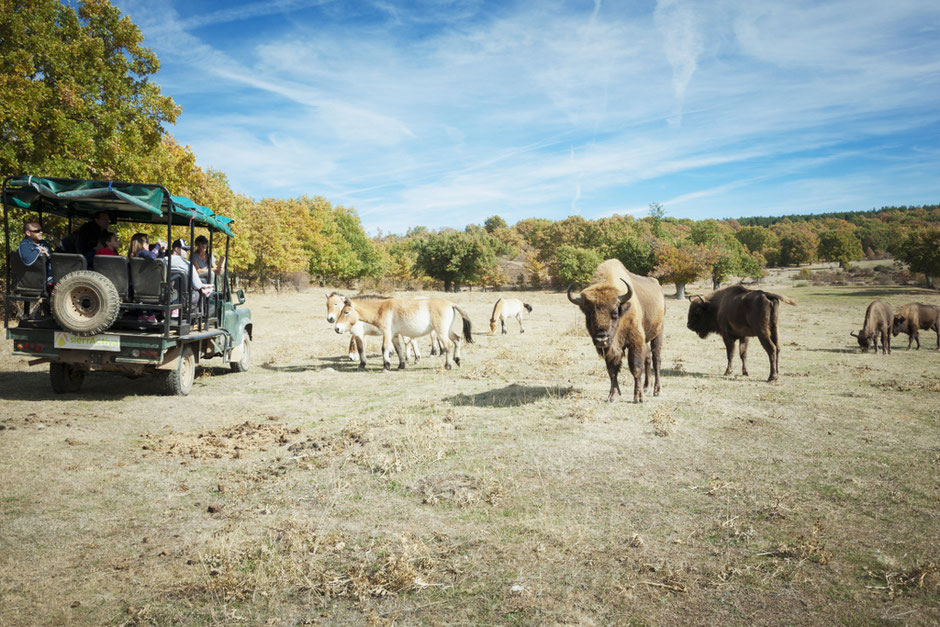 Visita guiada en paleolitico en vivo
